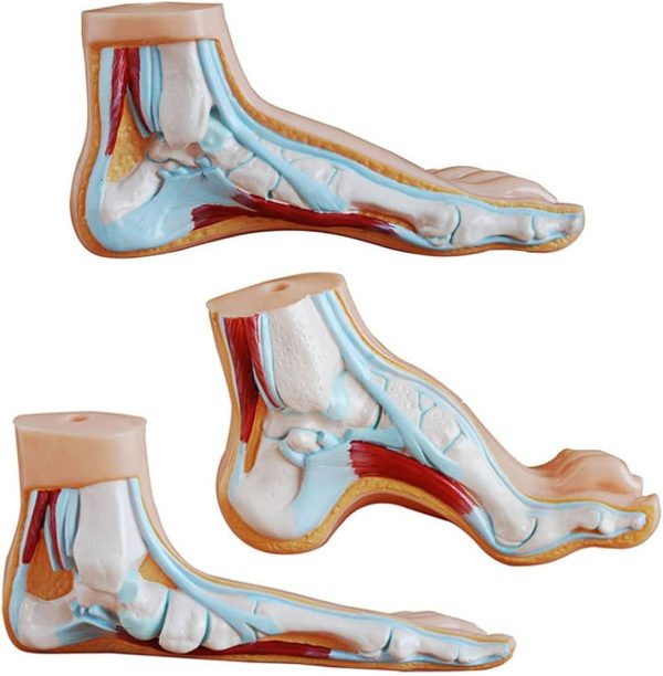 Voûte plantaire Comprendre et soulager les douleurs sous le pied — free download